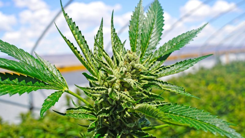 CBG Hemp – Everything You Should Know About This New Strain 